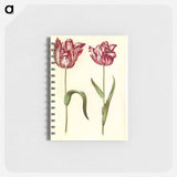 アートメモ帳-Tulipa gesneriana
 - マリア ジビーラ メーリアン Memo.