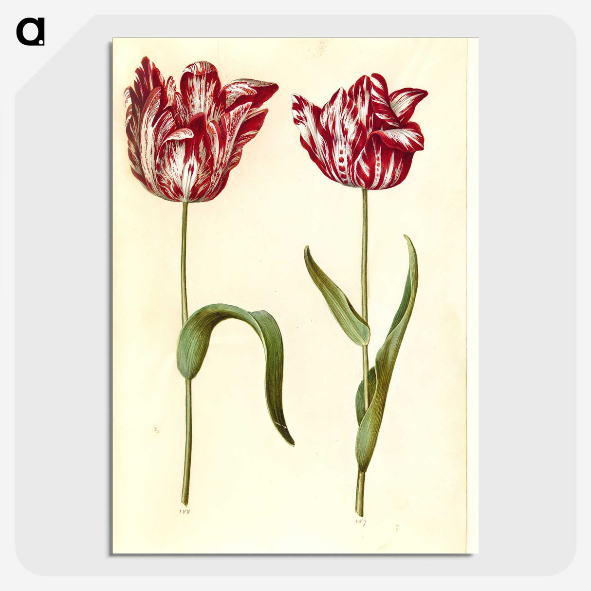 1-97_Maria-Sibylla-Merian_picture-crop