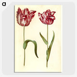 1-97_Maria-Sibylla-Merian_picture-crop