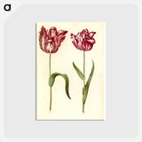 アートポストカード-Tulipa gesneriana
 - マリア ジビーラ メーリアン Postcard.