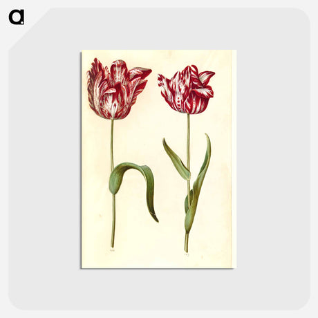 アートポストカード-Tulipa gesneriana
 - マリア ジビーラ メーリアン Postcard.