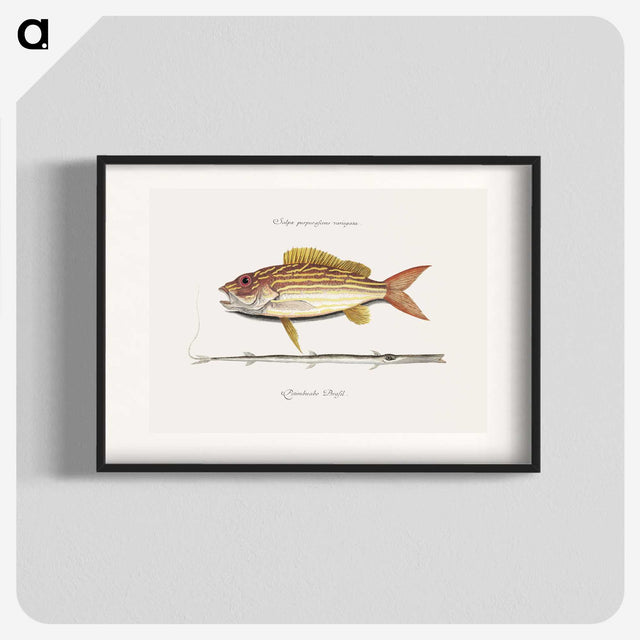 1-97_Mark-Catesby_blk