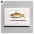 1-97_Mark-Catesby_canvas