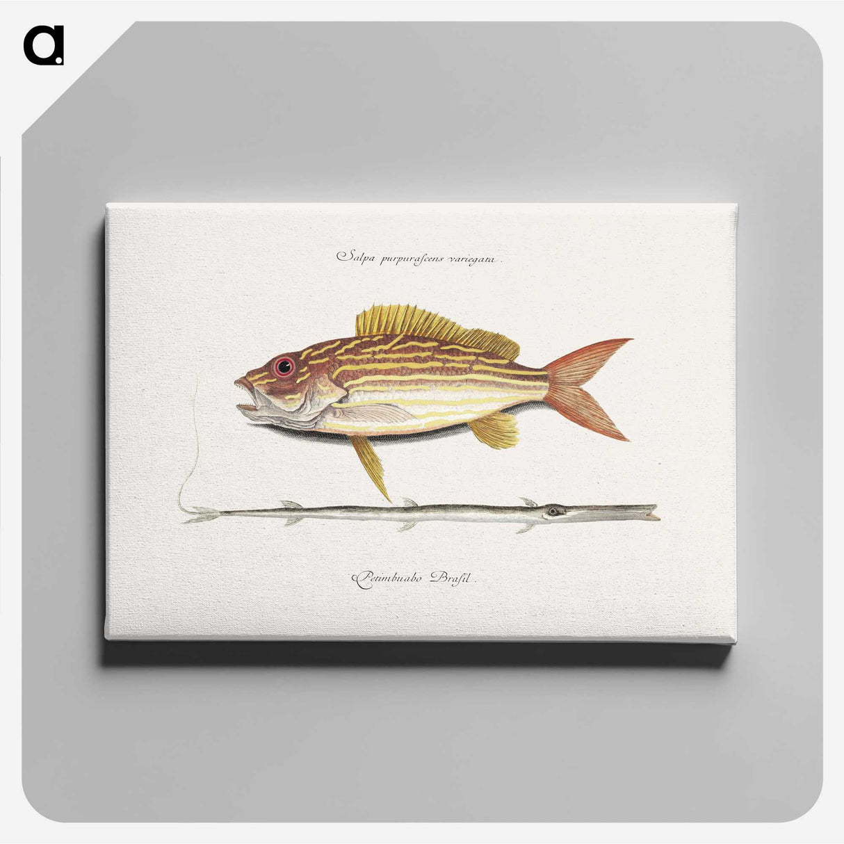 1-97_Mark-Catesby_canvas