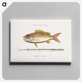 1-97_Mark-Catesby_canvas