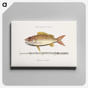 1-97_Mark-Catesby_canvas