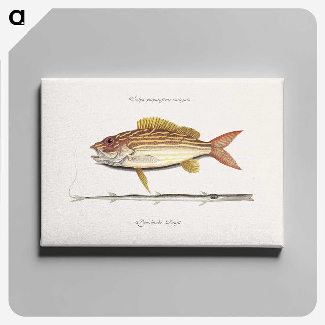 1-97_Mark-Catesby_canvas