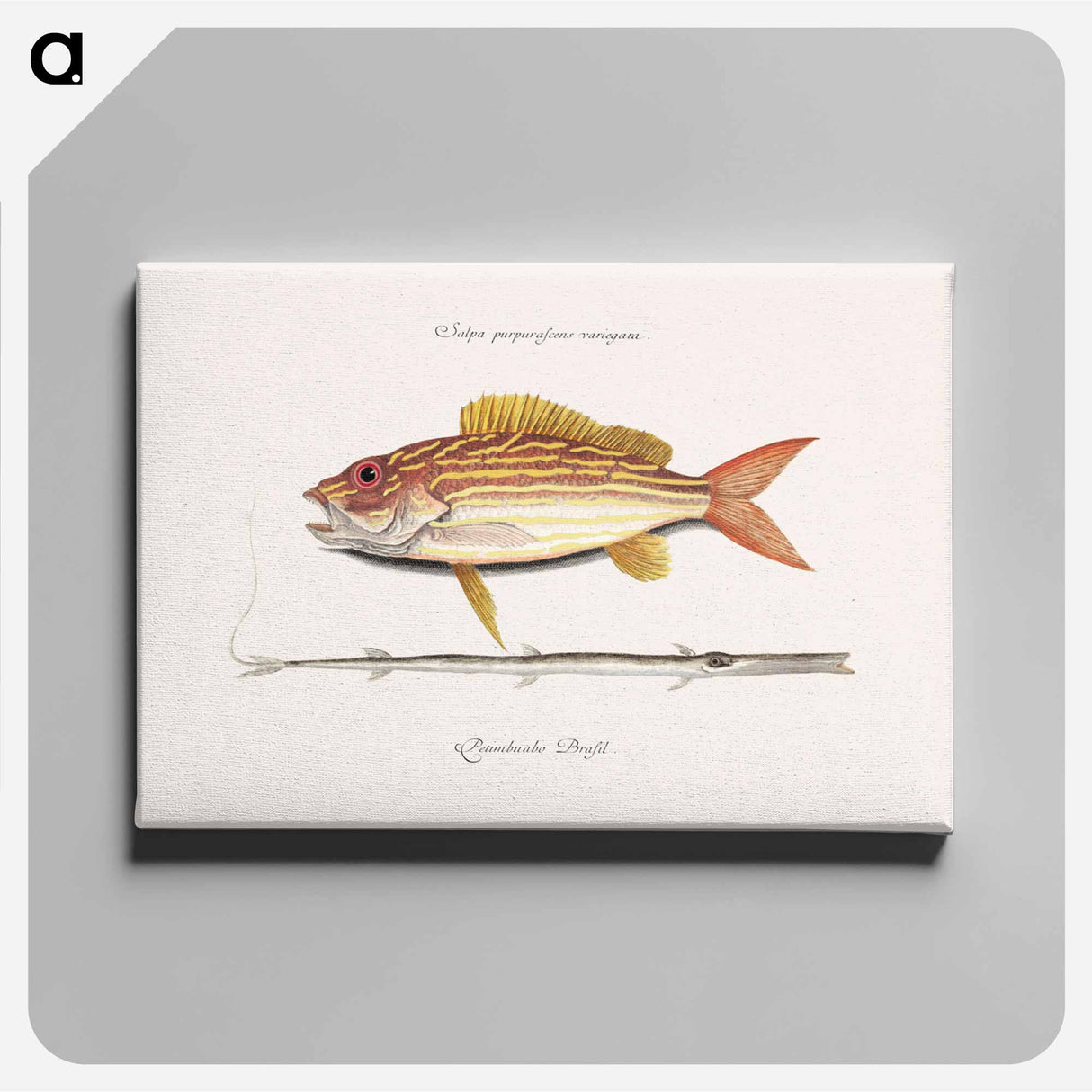 アートパネル-Lane-snapper and Tobaccopipe-Fish
 - マーク ケイツビー Canvas.