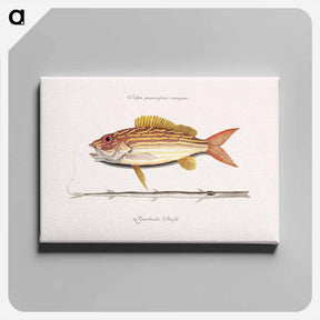 アートパネル-Lane-snapper and Tobaccopipe-Fish
 - マーク ケイツビー Canvas.