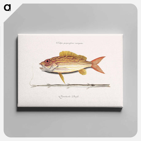 アートパネル-Lane-snapper and Tobaccopipe-Fish
 - マーク ケイツビー Canvas.