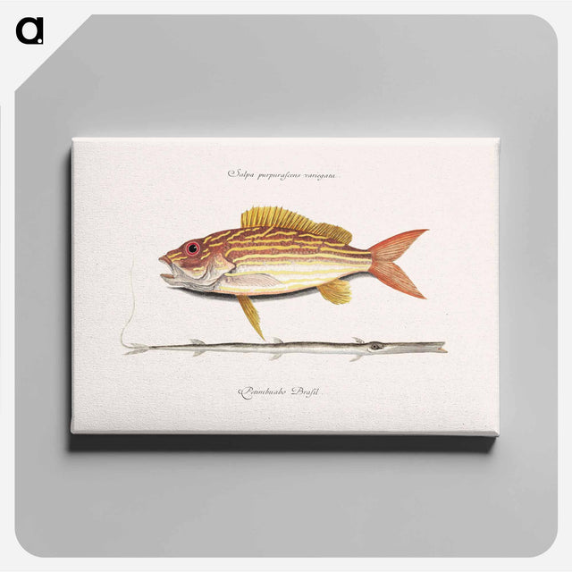 アートパネル-Lane-snapper and Tobaccopipe-Fish
 - マーク ケイツビー Canvas.