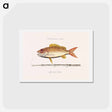 アートポストカード-Lane-snapper and Tobaccopipe-Fish
 - マーク ケイツビー Postcard.