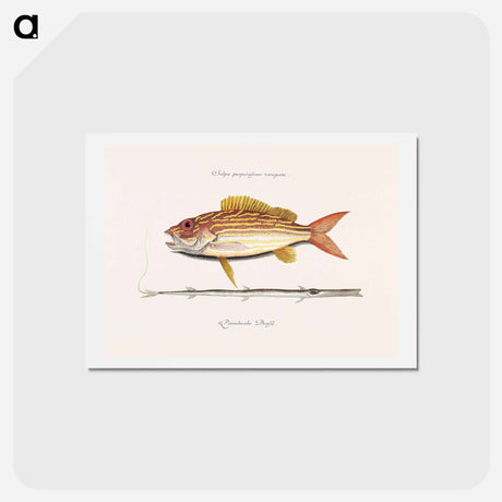 アートポストカード-Lane-snapper and Tobaccopipe-Fish
 - マーク ケイツビー Postcard.