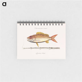 アートメモ帳-Lane-snapper and Tobaccopipe-Fish
 - マーク ケイツビー Memo.