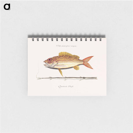 アートメモ帳-Lane-snapper and Tobaccopipe-Fish
 - マーク ケイツビー Memo.