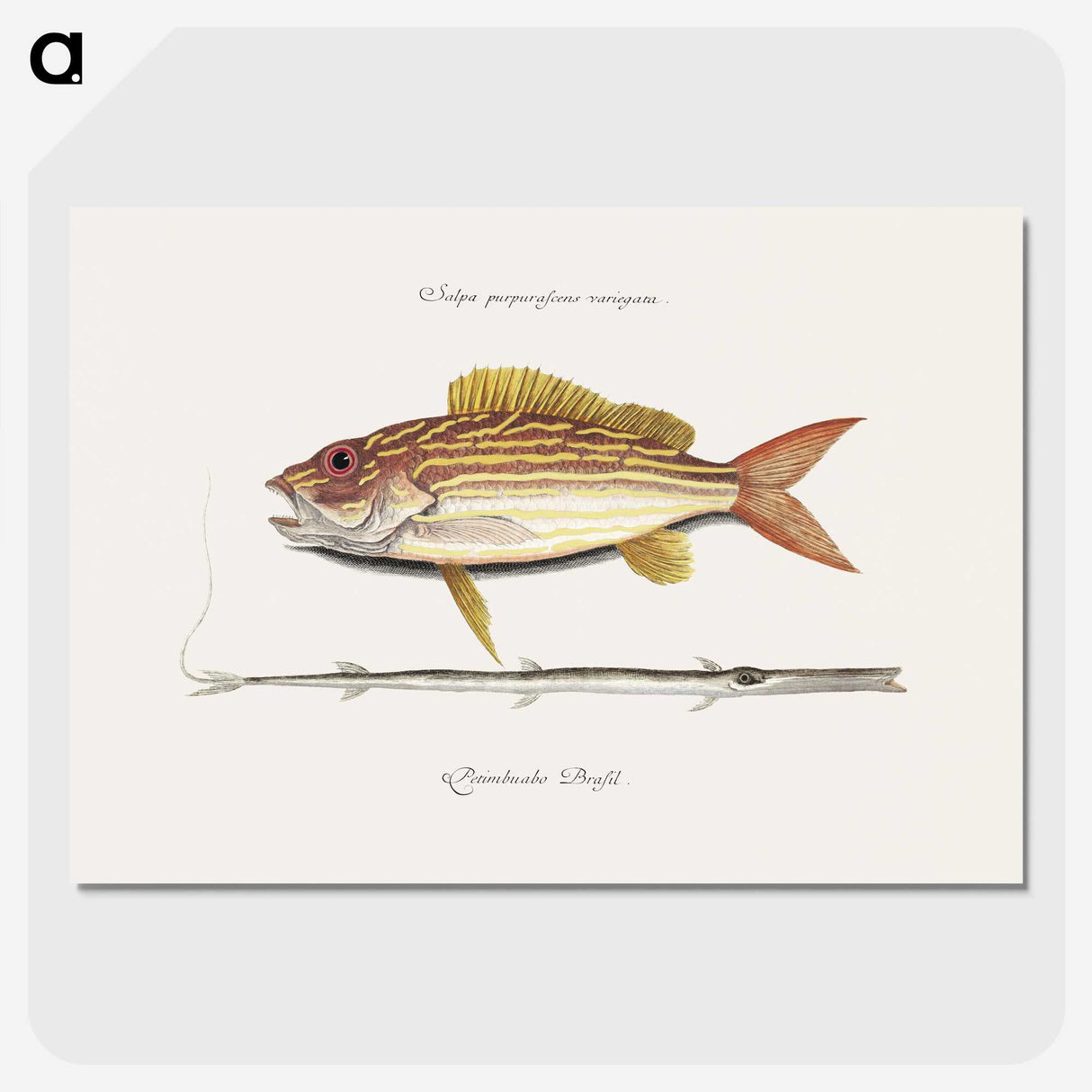 1-97_Mark-Catesby_picture-crop