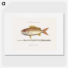 1-97_Mark-Catesby_picture