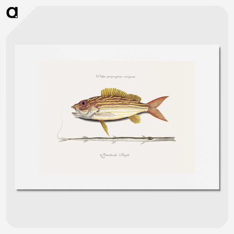 1-97_Mark-Catesby_picture