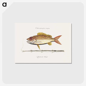 1-97_Mark-Catesby_postcard