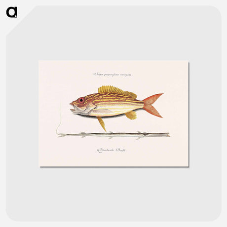 アートポストカード-Lane-snapper and Tobaccopipe-Fish
 - マーク ケイツビー Postcard.