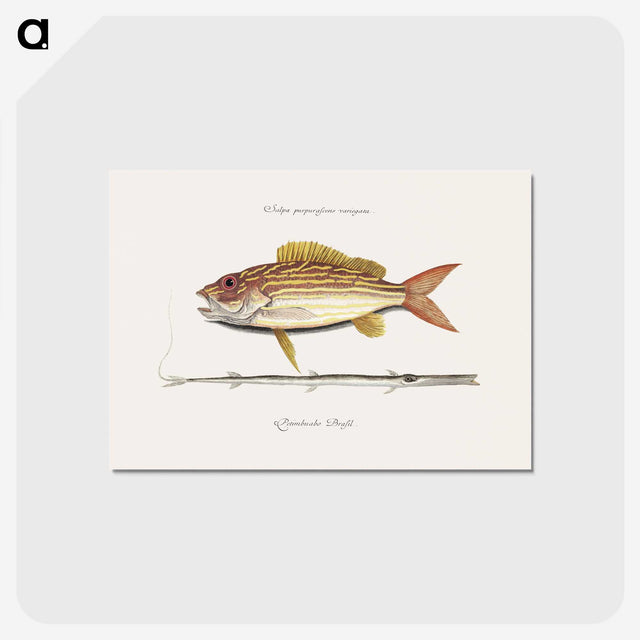 1-97_Mark-Catesby_postcard