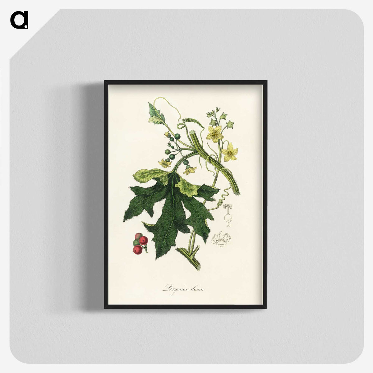 1-97_Medical-Botany_blk-crop