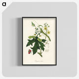 1-97_Medical-Botany_blk-crop