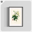 アートポスター-Bryonia Dioica Illustration
 - 薬用植物学 Poster.