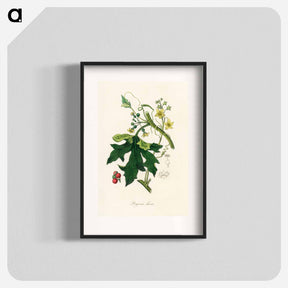 アートポスター-Bryonia Dioica Illustration
 - 薬用植物学 Poster.