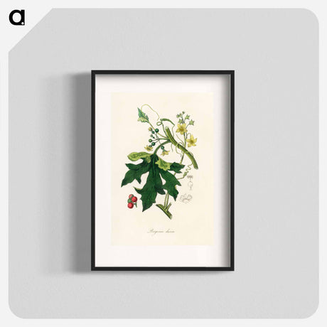 アートポスター-Bryonia Dioica Illustration
 - 薬用植物学 Poster.