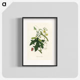 1-97_Medical-Botany_blk