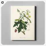 1-97_Medical-Botany_canvas
