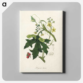 1-97_Medical-Botany_canvas