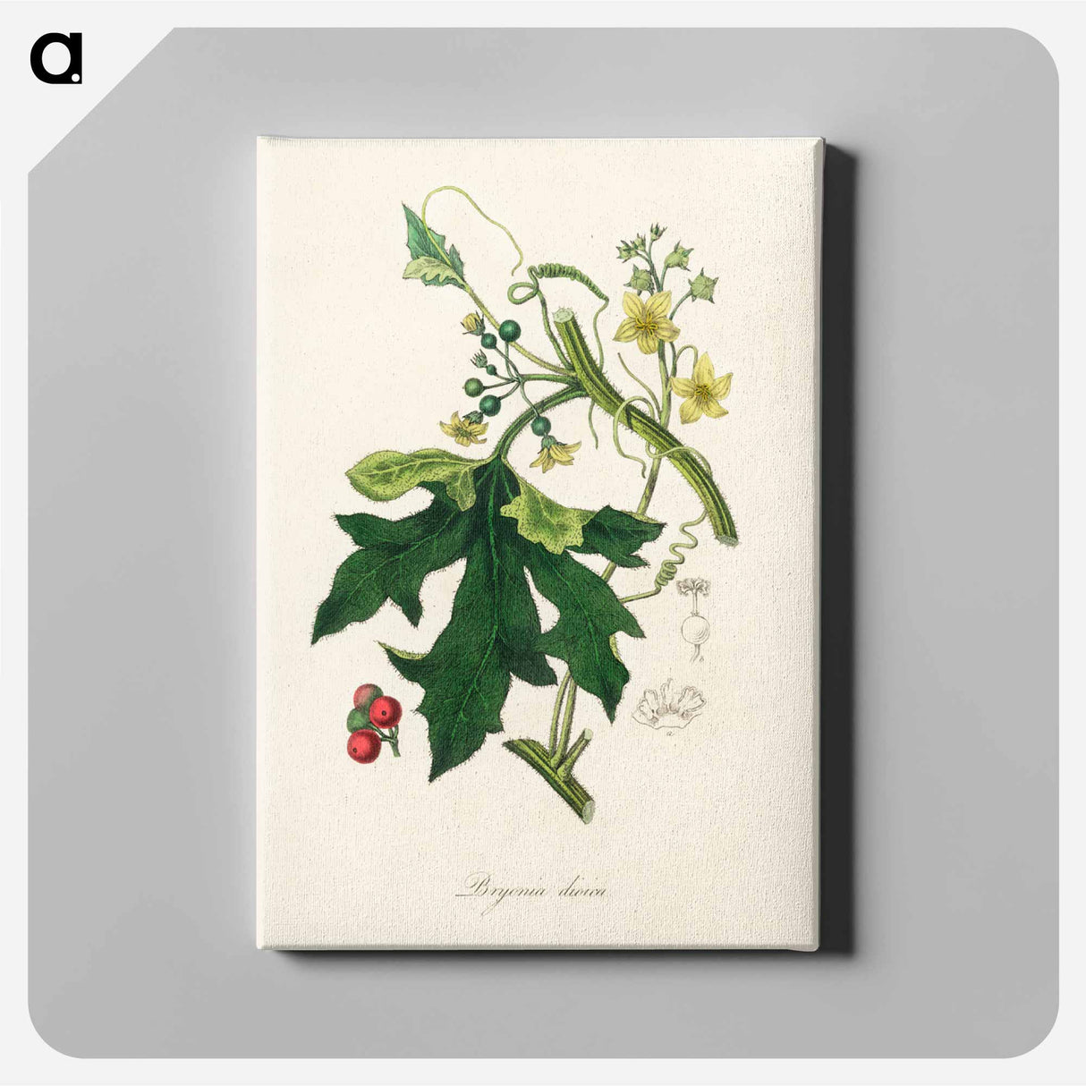 アートパネル-Bryonia Dioica Illustration
 - 薬用植物学 Canvas.