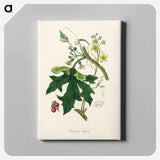 アートパネル-Bryonia Dioica Illustration
 - 薬用植物学 Canvas.