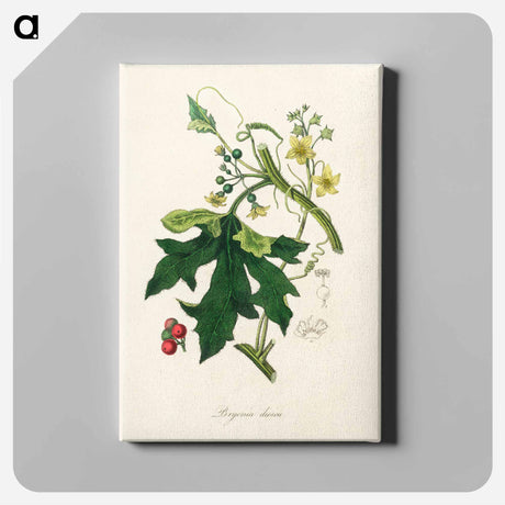 アートパネル-Bryonia Dioica Illustration
 - 薬用植物学 Canvas.