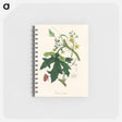 アートメモ帳-Bryonia Dioica Illustration
 - 薬用植物学 Memo.