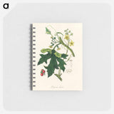 アートメモ帳-Bryonia Dioica Illustration
 - 薬用植物学 Memo.