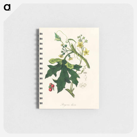 アートメモ帳-Bryonia Dioica Illustration
 - 薬用植物学 Memo.