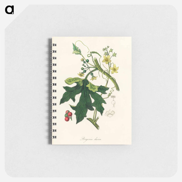 アートメモ帳-Bryonia Dioica Illustration
 - 薬用植物学 Memo.