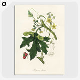 1-97_Medical-Botany_picture-crop