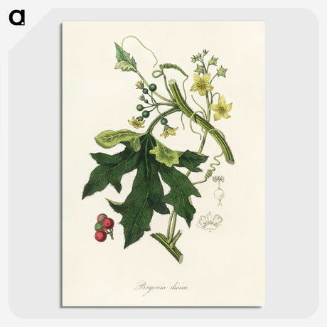 1-97_Medical-Botany_picture-crop