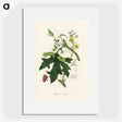 1-97_Medical-Botany_picture