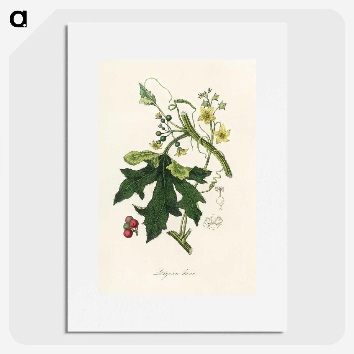 1-97_Medical-Botany_picture