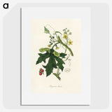 1-97_Medical-Botany_picture