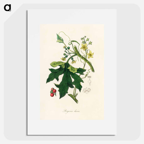 アートポスター-Bryonia Dioica Illustration
 - 薬用植物学 Poster.