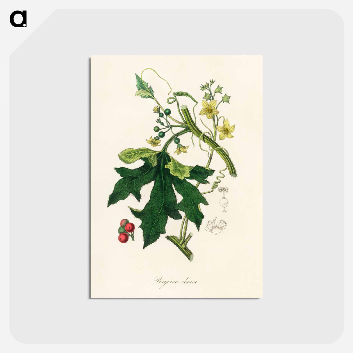 アートポストカード-Bryonia Dioica Illustration
 - 薬用植物学 Postcard.