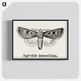 1-97_Moths-and-Butterflies-of-the-United-States_blk-crop