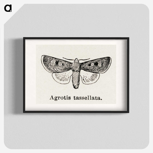1-97_Moths-and-Butterflies-of-the-United-States_blk