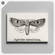 1-97_Moths-and-Butterflies-of-the-United-States_canvas